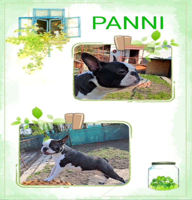 Panni